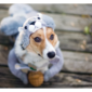 Hide the Chocolate Halloween Hazards for Pets 1