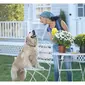 22 0321 Blog Spring Safety for Pets at Home 1 header 1